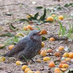キンカンを食べるヒヨドリ