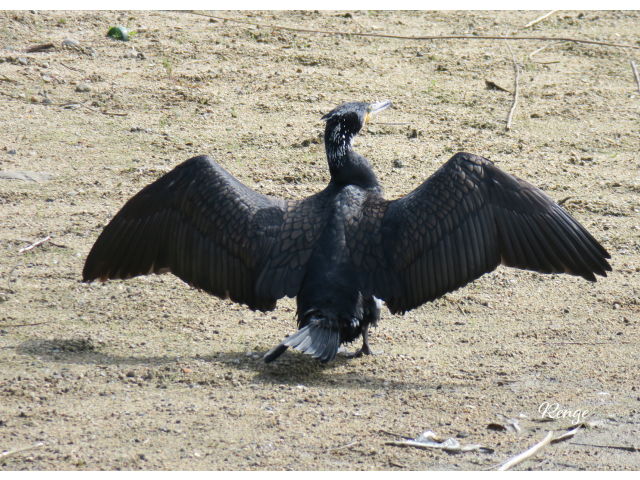 羽根を乾かすカワウ