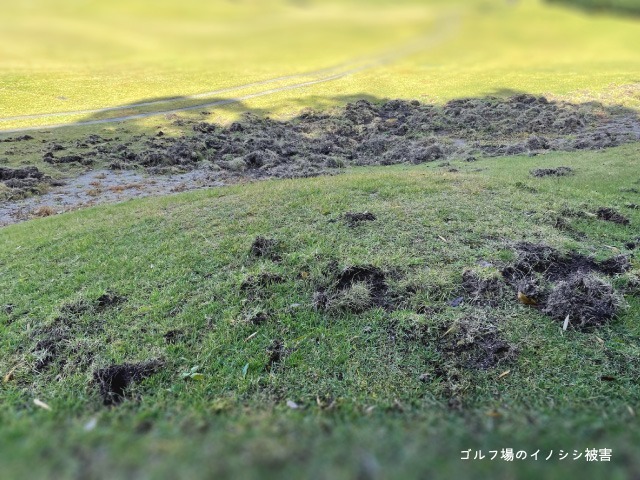 ゴルフ場のイノシシ被害