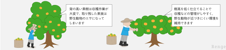 鳥獣害の総合対策　果樹は管理しやすい高さに整え、食べない果樹は伐採しましょう