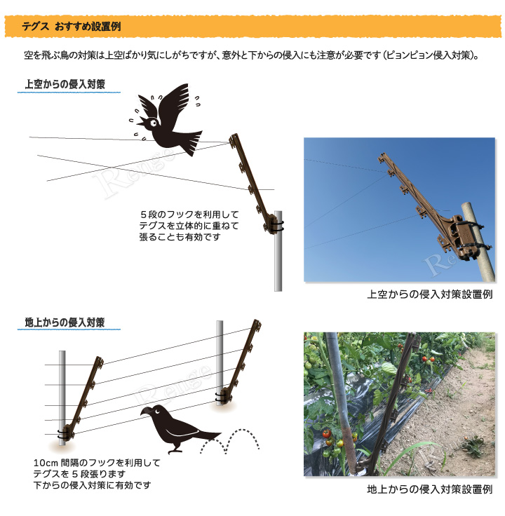 鳥対策　カラス対策　テグスの張り方